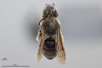 Media type: image;   Entomology 773793 Aspect: habitus dorsal view